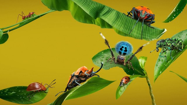 A Real Bug's Life (A Real Bug's Life 2024)