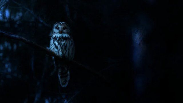 Ác Mộng Của Thiên Nhiên (Nightmares of Nature 2025)