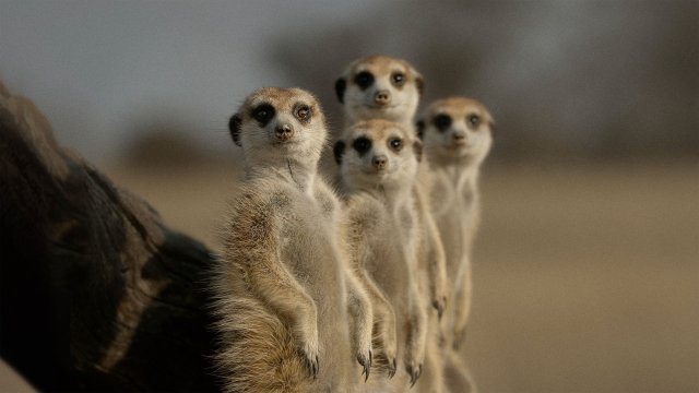 Bí Ẩn Về Thế Giới Động Vật (The Secret Lives of Animals 2024)