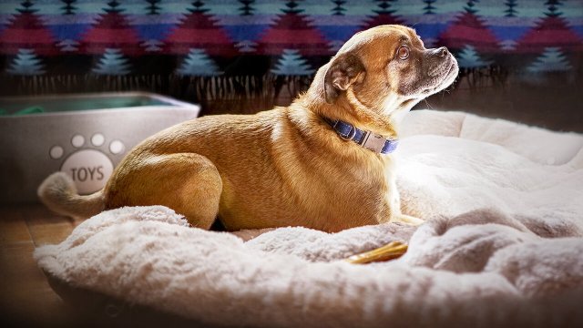 Chú chó Bruno (It's Bruno! 2019)