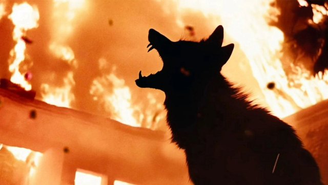 Coyotes (Coyotes 2025)