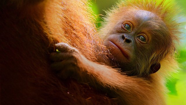 Cuộc sống bí mật của đười ươi (Secret Lives of Orangutans 2024)