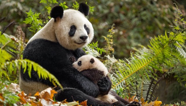 Cuộc Sống Hoang Dã Ở Trung Quốc (Born in China 2017)