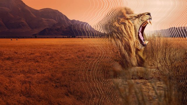 David Attenborough: Thế giới bí mật của âm thanh (Secret World of Sound 2024)