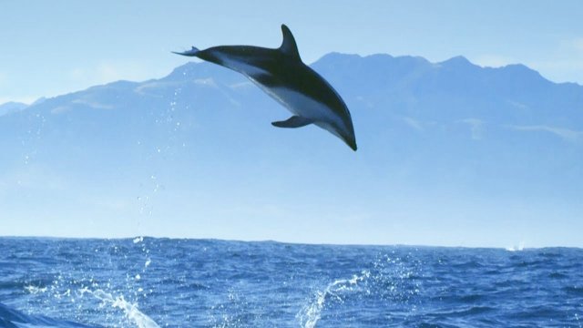 Diving with Dolphins (Diving with Dolphins 2020)
