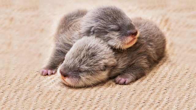 Động vật bé cưng trên camera (Baby Animal Cam 2023)