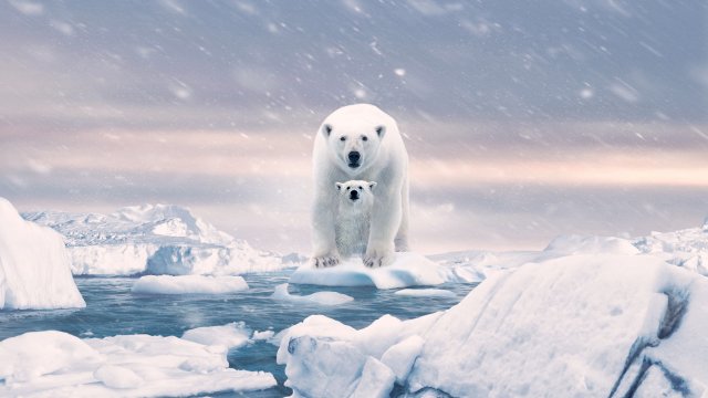 Gấu Bắc Cực (Polar Bear 2022)