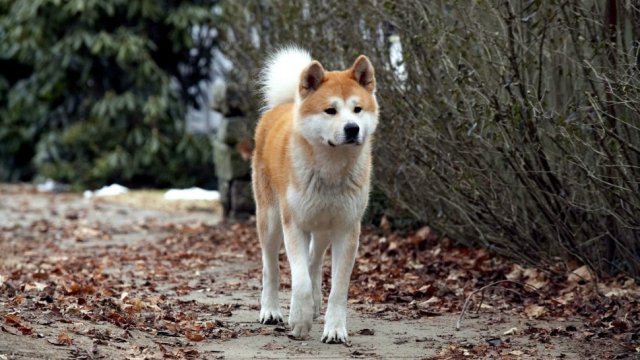 Hachi: A Dog's Tale (Hachi: A Dog's Tale 2009)