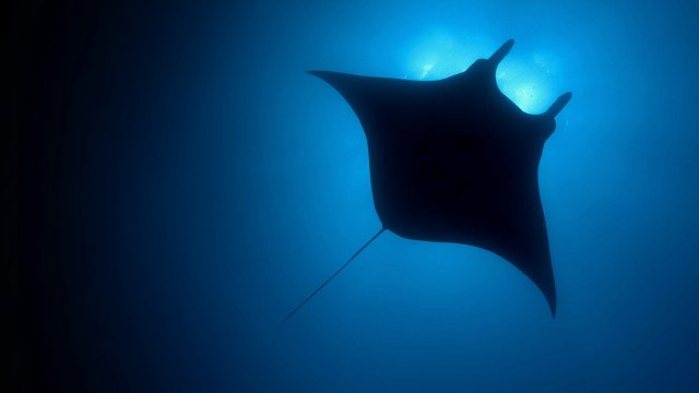 Hành Tinh Màu Xanh Dương (The Blue Planet 2001)