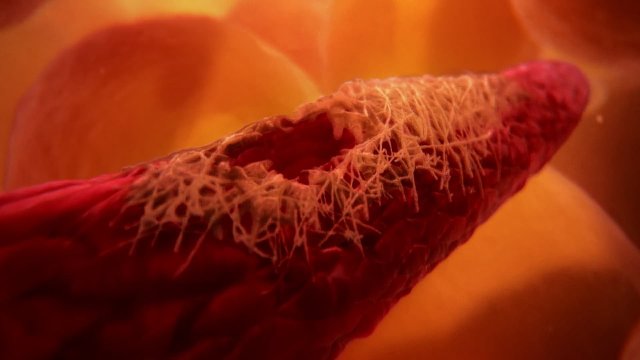 Inside the Human Body (Inside the Human Body 2011)