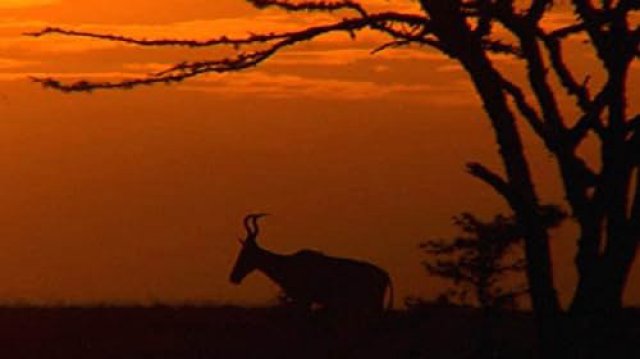 Khu Bảo Tồn Ol Pejeta Châu Phi (Phần 3) (Ol Pejeta Diaries 2016)