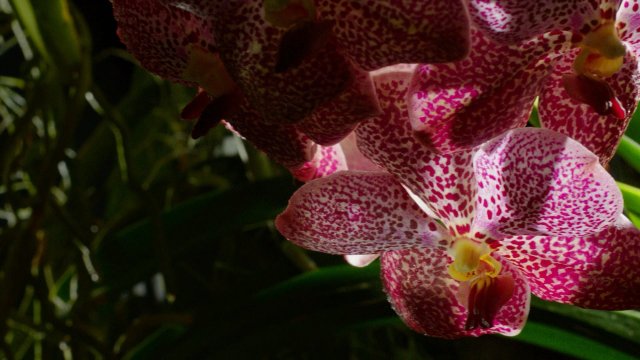 Kingdom of Plants (Kingdom of Plants 2012)