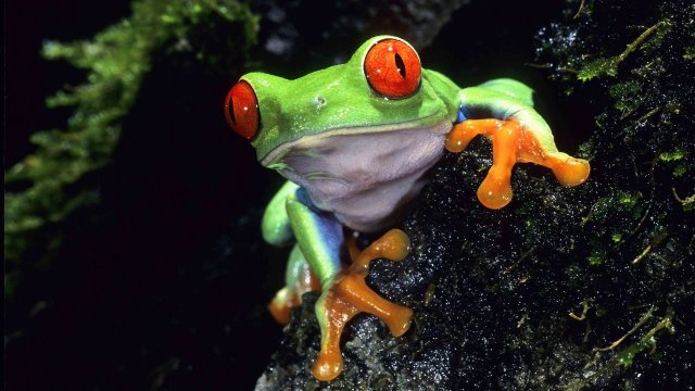 Life on Earth (Life on Earth 1979)