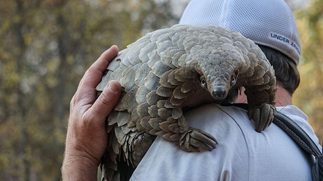Loài tê tê: Hành trình của Kulu (Pangolin: Kulu's Journey 2025)