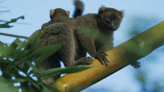 Madagascar: Africa's Galapagos (Madagascar: Africa's Galapagos 2019)
