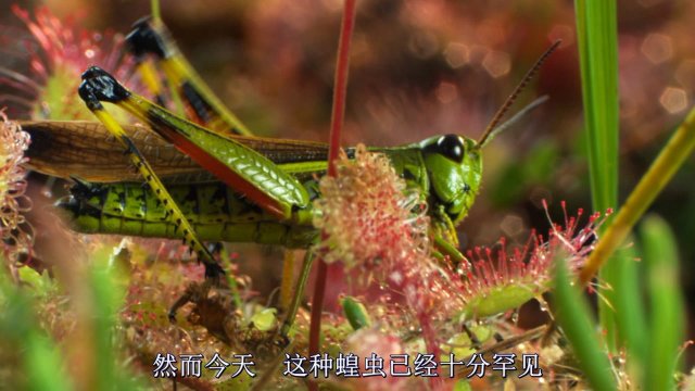 Magie der Moore (Magie der Moore 2015)