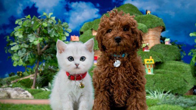 Mittens Và Pants (Mittens & Pants 2023)