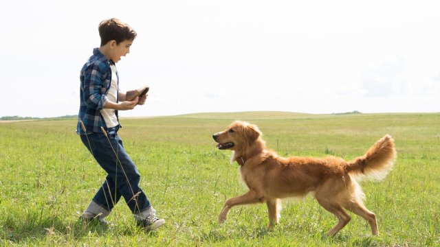 Mục Đích Sống Của Một Chú Chó (A Dog's Purpose 2017)