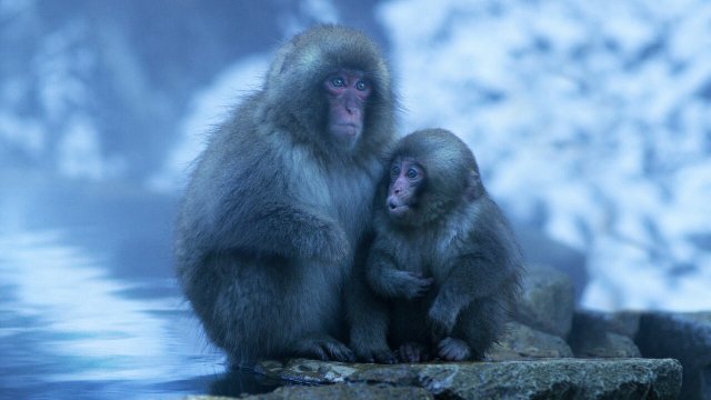 Nghệ thuật của tự nhiên (Phần 2) (Moving Art (Season 2) 2017)