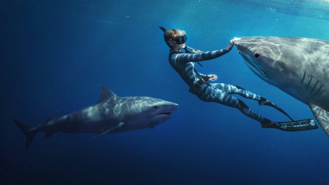Người bạn của cá mập (Shark Whisperer 2025)