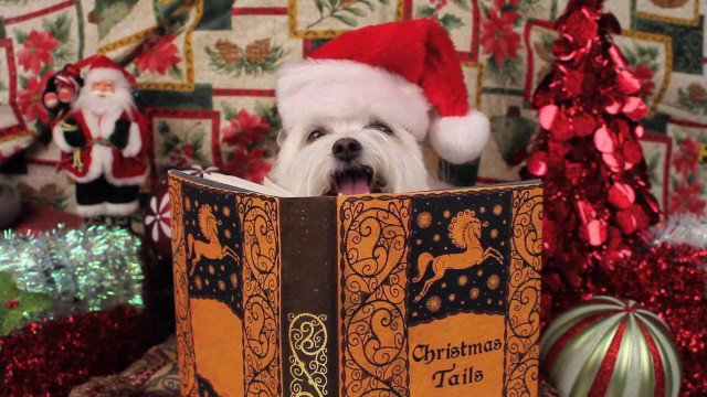 Người Tuyết Kỳ Thú (Snowball's Christmas Tales By The Fire 2016)