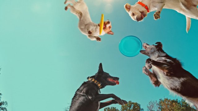 Những chú chó nghĩ gì (Inside the Mind of a Dog 2024)