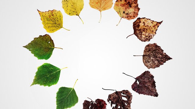 Những Kết Thúc Khác: Sáu Cách Mới Để Chết Ở Mỹ (Alternate Endings: Six New Ways to Die in America 2019)