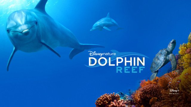 Rạn San Hô Cá Heo (Dolphin Reef 2018)