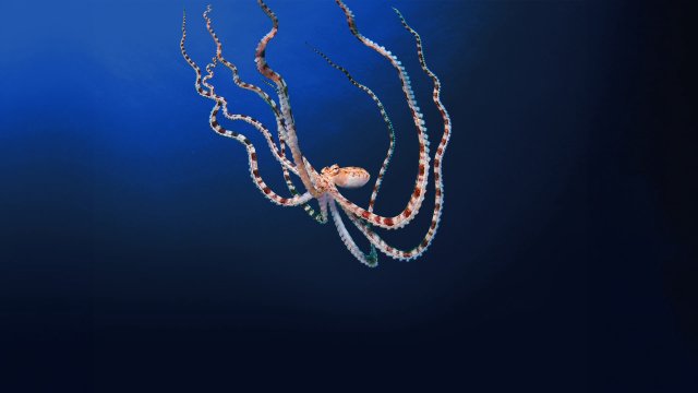 Secrets of the Octopus (Secrets of the Octopus 2024)