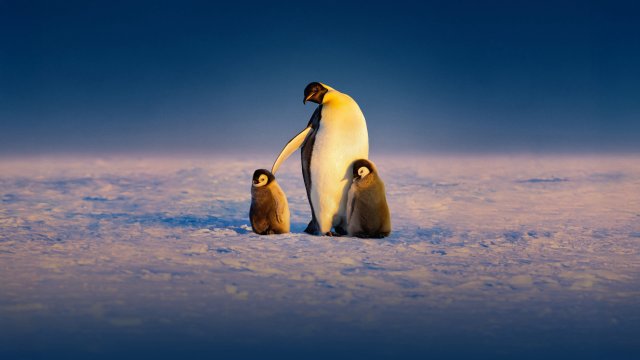 Secrets of the Penguins (Secrets of the Penguins 2025)