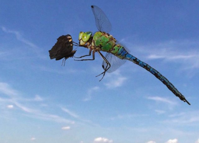 Sky Hunters - The World of Dragonfly (Sky Hunters - The World of Dragonfly 2010)