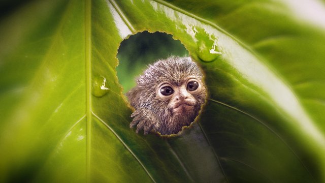 Thế Giới Siêu Nhỏ (Phần 2) (Tiny World (Season 2) 2021)