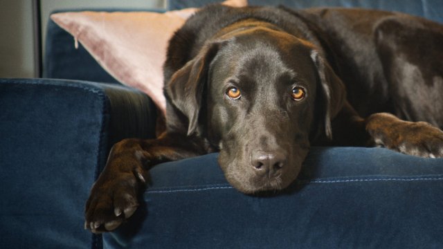 The Secret Life of Our Pets (The Secret Life of Our Pets 2022)