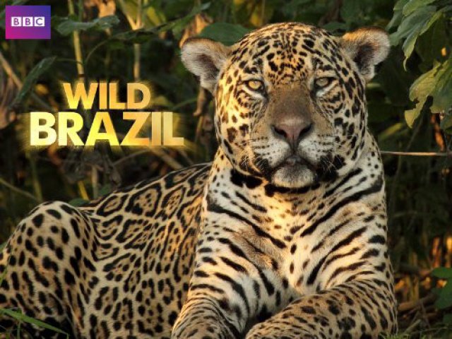 Thiên Nhiên Brazil Hoang Dã (Wild Brazil 2014)