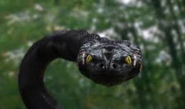 Trăn Khổng Lồ 3 (Anaconda 3: Offspring 2012)