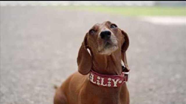 Wiener Dog Internationals (Wiener Dog Internationals 2015)