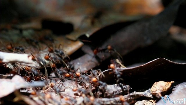 Xem Phim Thiên Nhiên Hoang Dã Châu Mỹ La Tinh - Wildest Latin America - Ahaphim.com - Ảnh 3