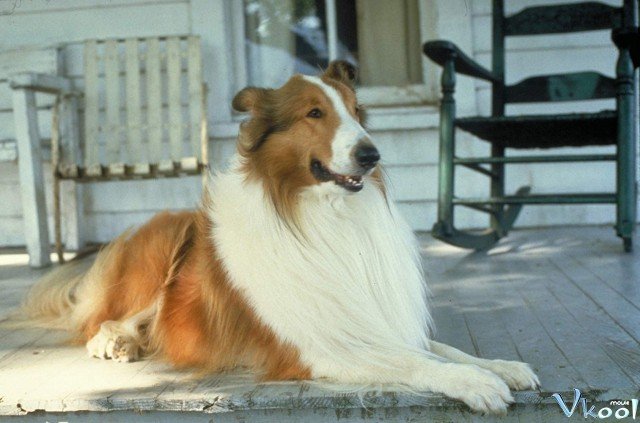 Lassie Về Nhà (Lassie)