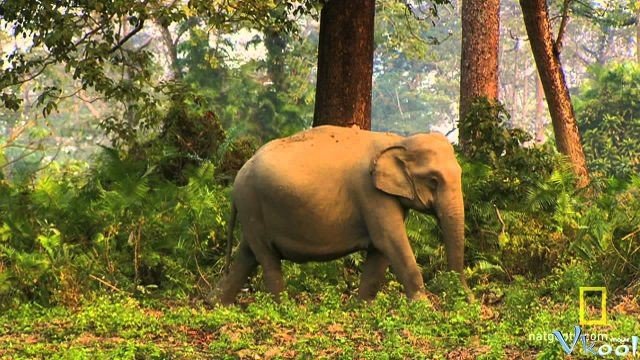 Xem Phim Bí Ẩn Thế Giới Hoang Dã Ấn Độ: Vương Quốc Loài Voi - Secrets Of Wild India: Elephant Kingdom - Ahaphim.com - Ảnh 2