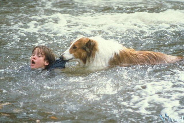 Xem Phim Lassie Về Nhà - Lassie - Ahaphim.com - Ảnh 2
