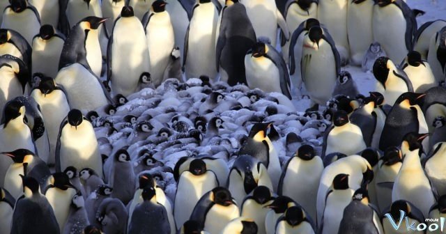Xem Phim Cuộc Sống Chim Cánh Cụt Bắc Cực - Penguins: Spy In The Huddle - Ahaphim.com - Ảnh 3