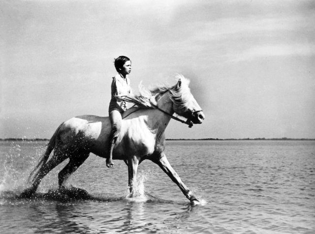 Bờm Trắng (chú Ngựa Hoang) (White Mane 1953)