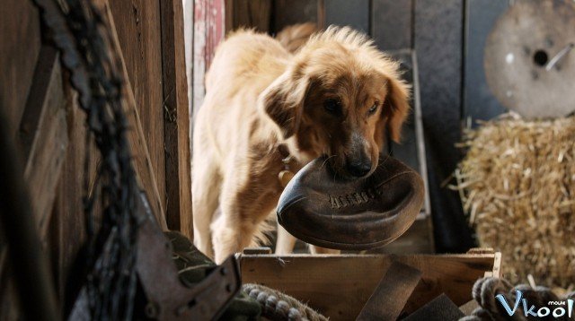 Xem Phim Mục Đích Sống Của Một Chú Chó - A Dog’s Purpose - Ahaphim.com - Ảnh 2