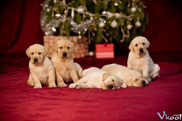 Xem Phim Cún Con Cho Giáng Sinh - Project: Puppies For Christmas - Ahaphim.com - Ảnh 4
