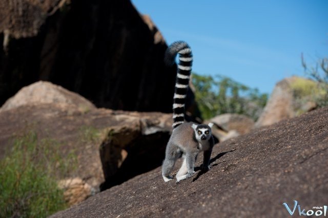 Xem Phim Đảo Vượn Cáo - Island Of Lemurs: Madagascar - Ahaphim.com - Ảnh 4