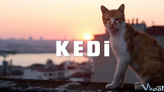 Chú Mèo Kedi (Kedi)