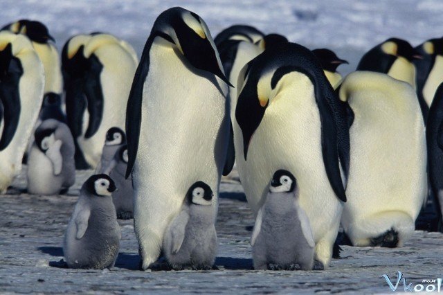Xem Phim Hành Khúc Chim Cánh Cụt - March Of The Penguins - Ahaphim.com - Ảnh 2