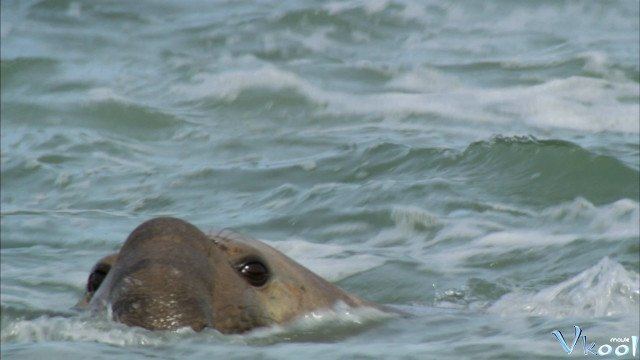 Thiên Nhiên Hoang Dã Châu Mỹ La Tinh (Wildest Latin America 2012)