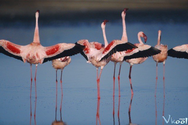 Xem Phim Bí Mật Của Chim Hồng Hạc - The Crimson Wing: Mystery Of The Flamingos - Ahaphim.com - Ảnh 2