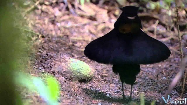 Xem Phim Loài Chim Thiên Đường - Attenborough's Paradise Birds - Ahaphim.com - Ảnh 2
